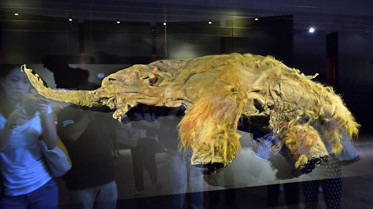 Vědci chtějí oživit mamuta nebo naklonovat chlupatého slona. A může se nám hodit